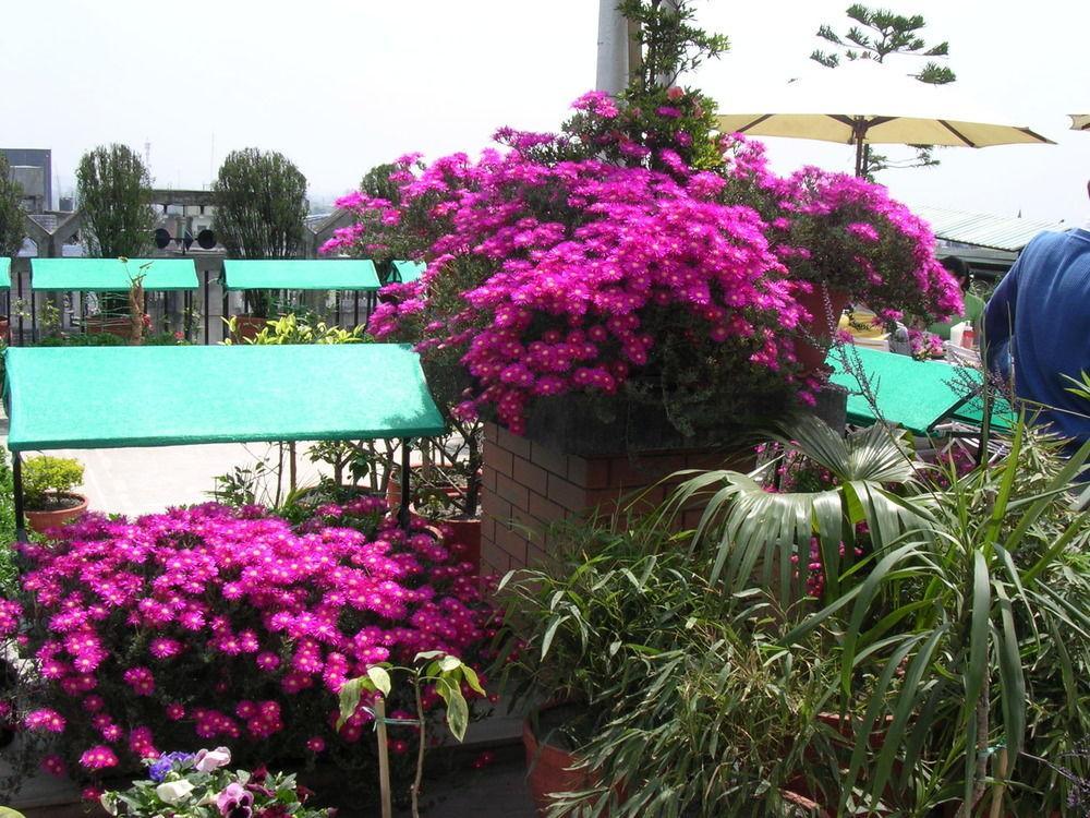 Hotel Excelsior Katmandu Kültér fotó